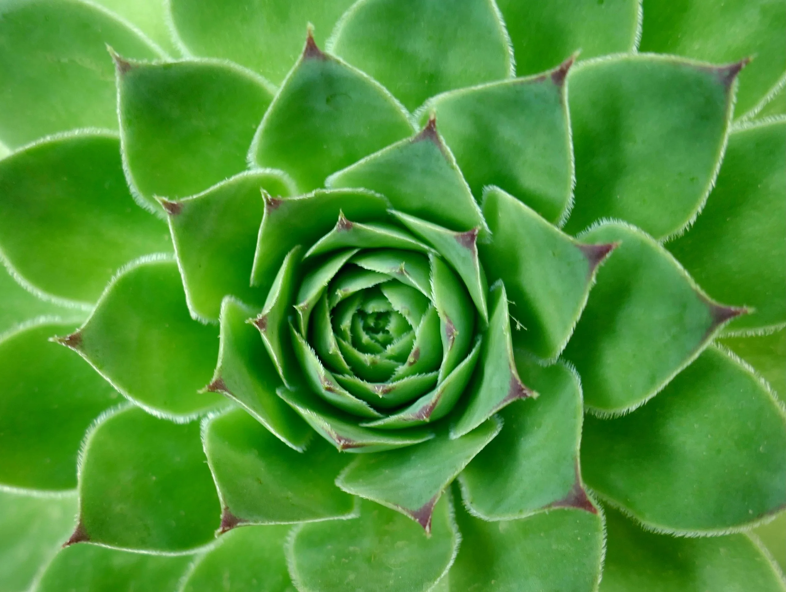 Wachstum als Muster — Spirale einer Pflanze.